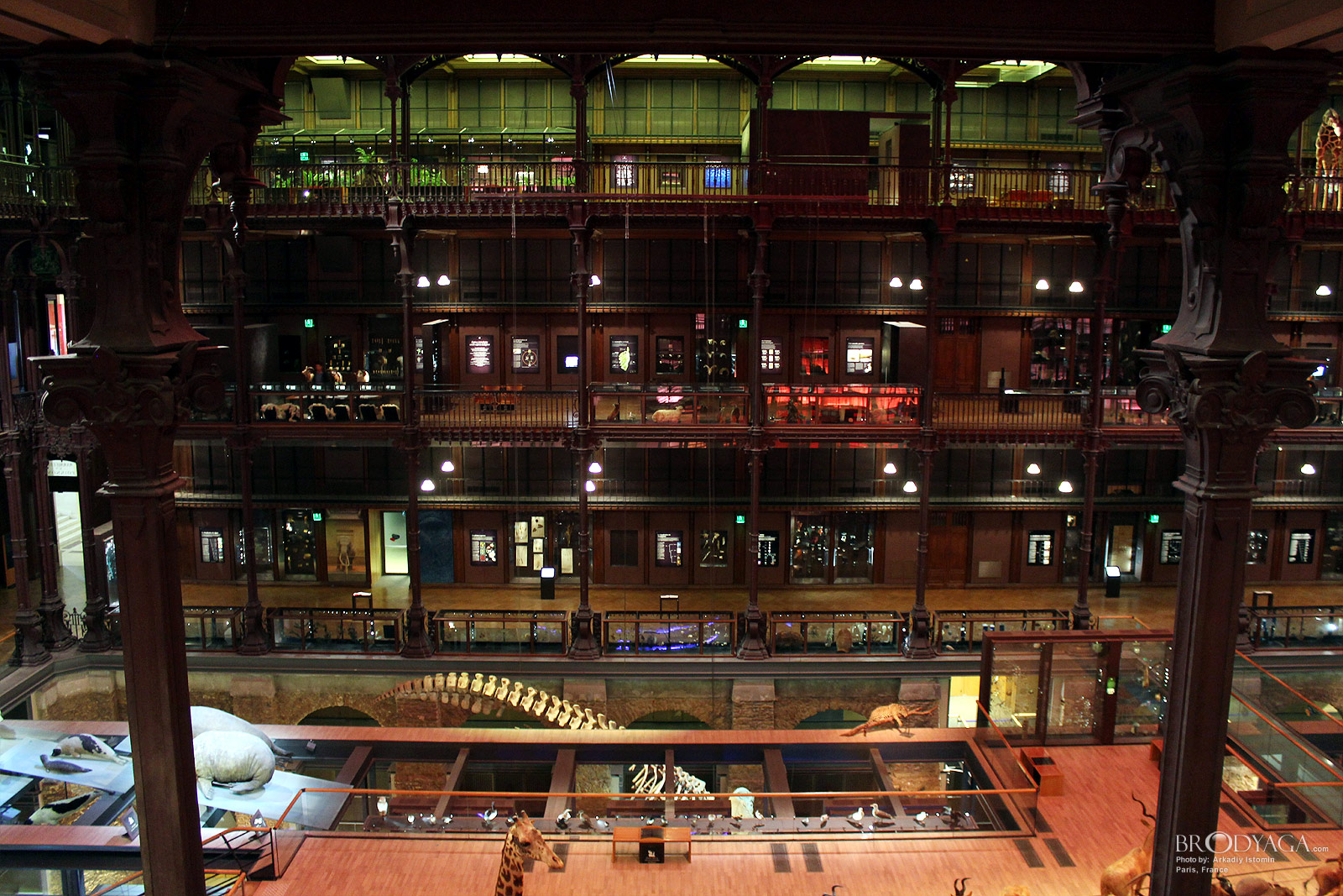 Galerie d'Entomologie
